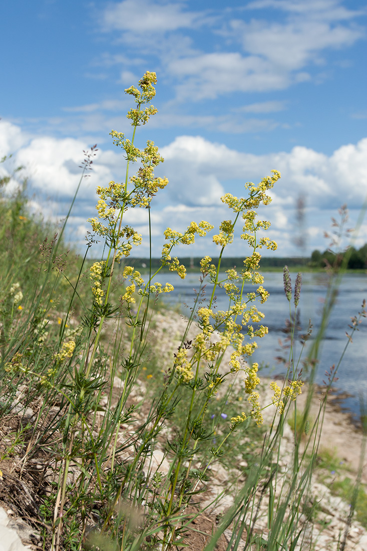 Image of Galium verum specimen.