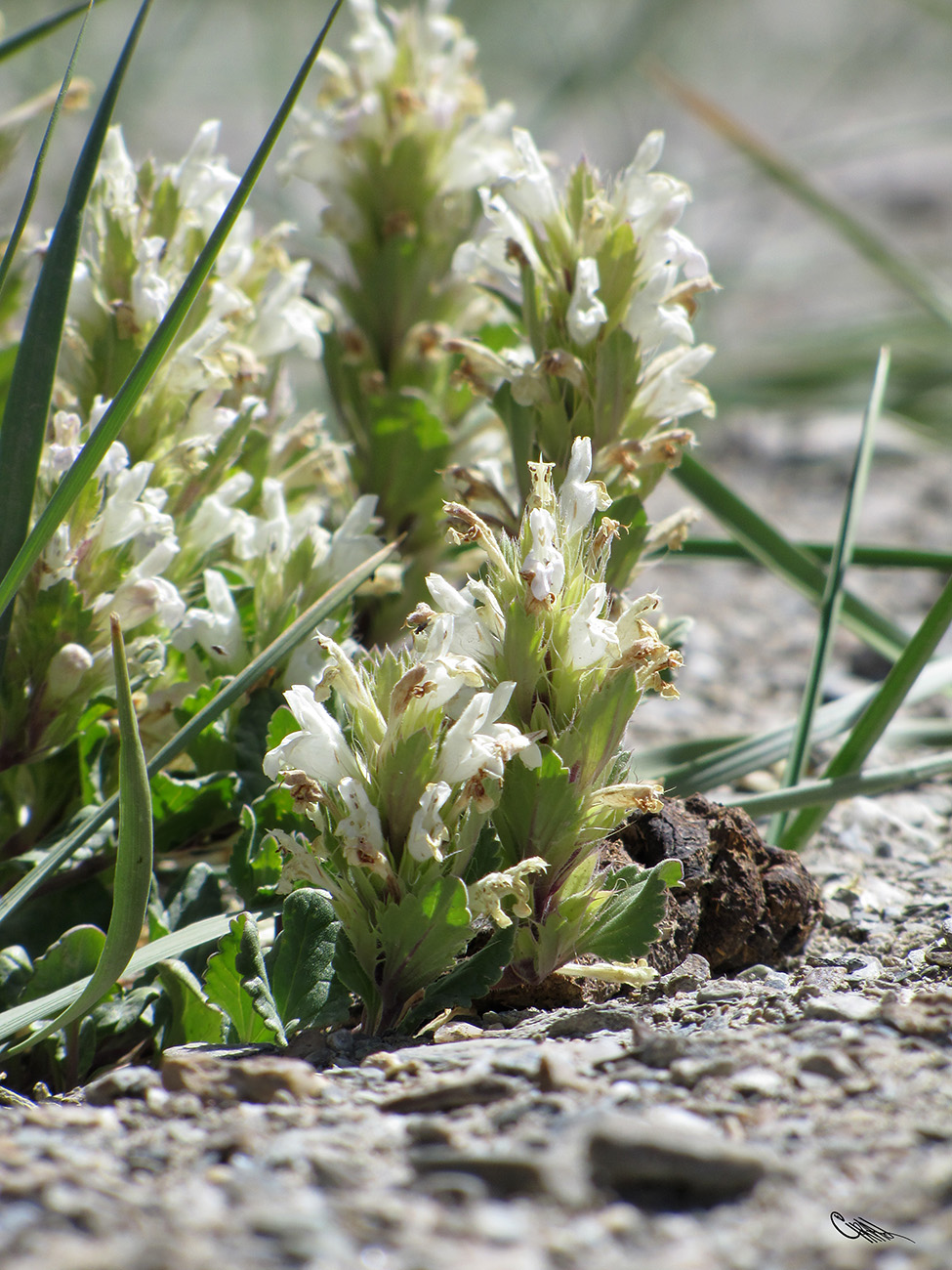 Изображение особи Dracocephalum heterophyllum.