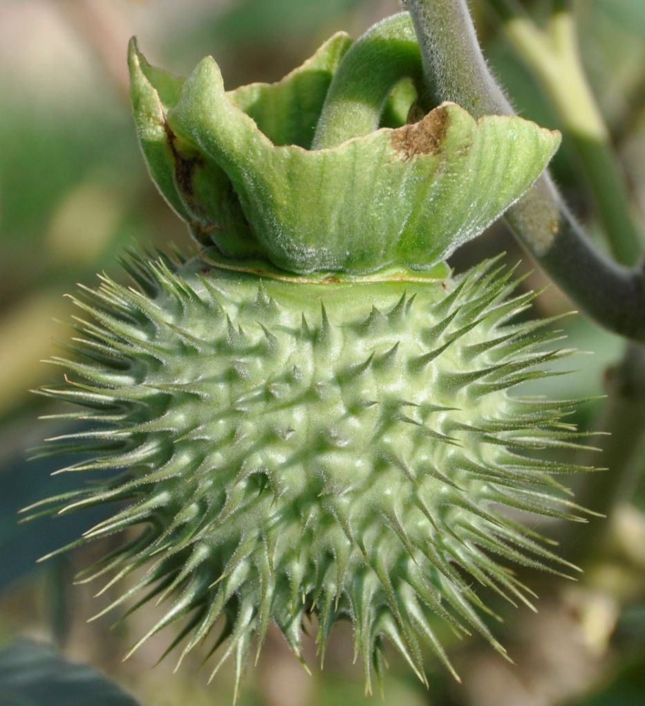 Image of Datura innoxia specimen.