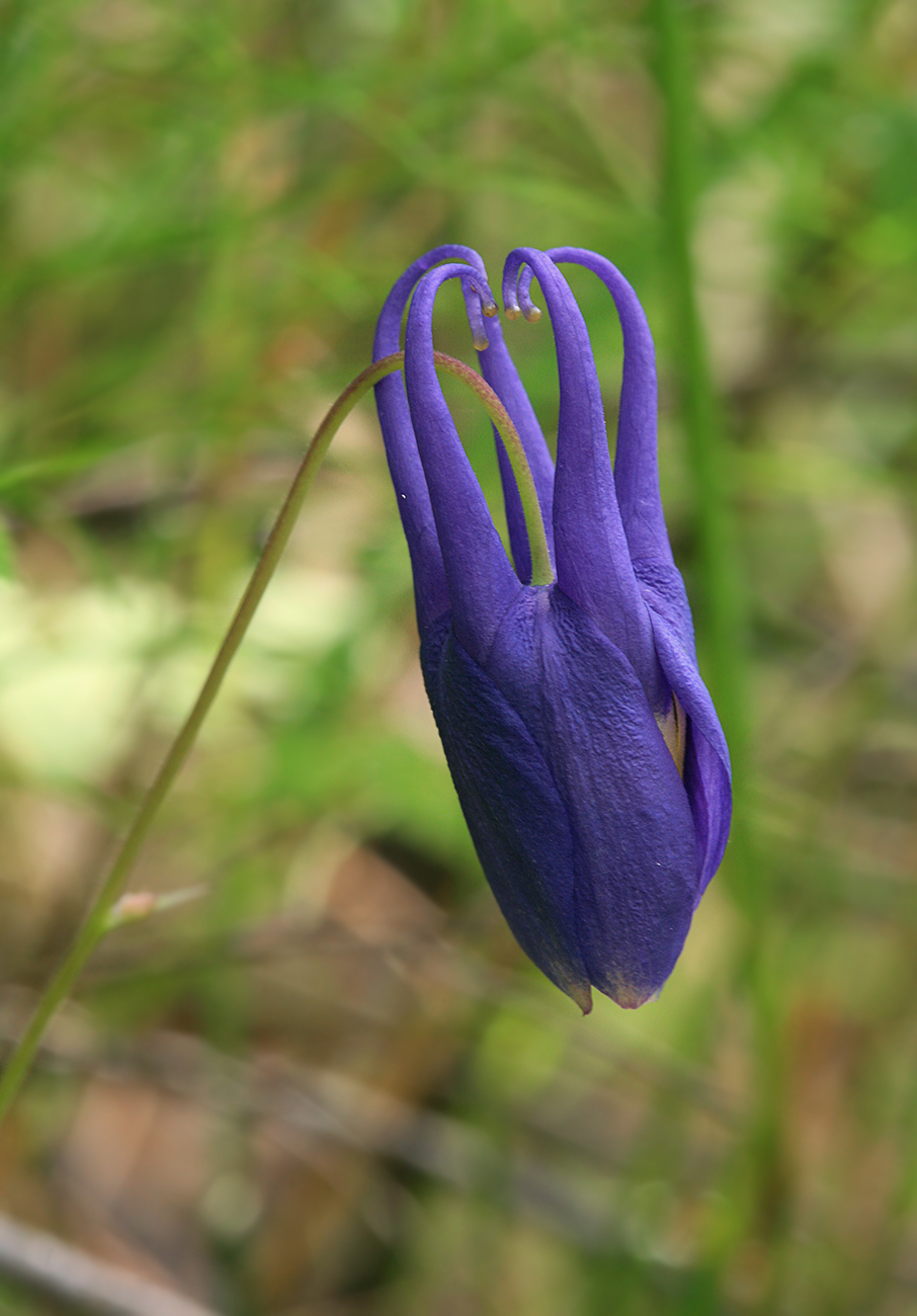 Image of Aquilegia amurensis specimen.