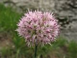 Allium strictum