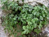Asplenium ruta-muraria. Вайи (листья). Абхазия, 03.06.2007.