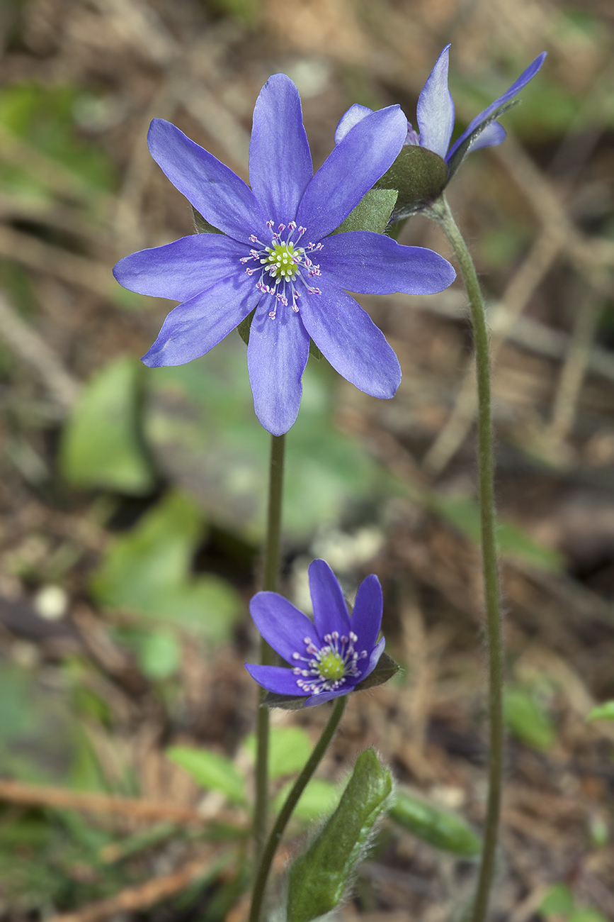 Изображение особи Hepatica nobilis.