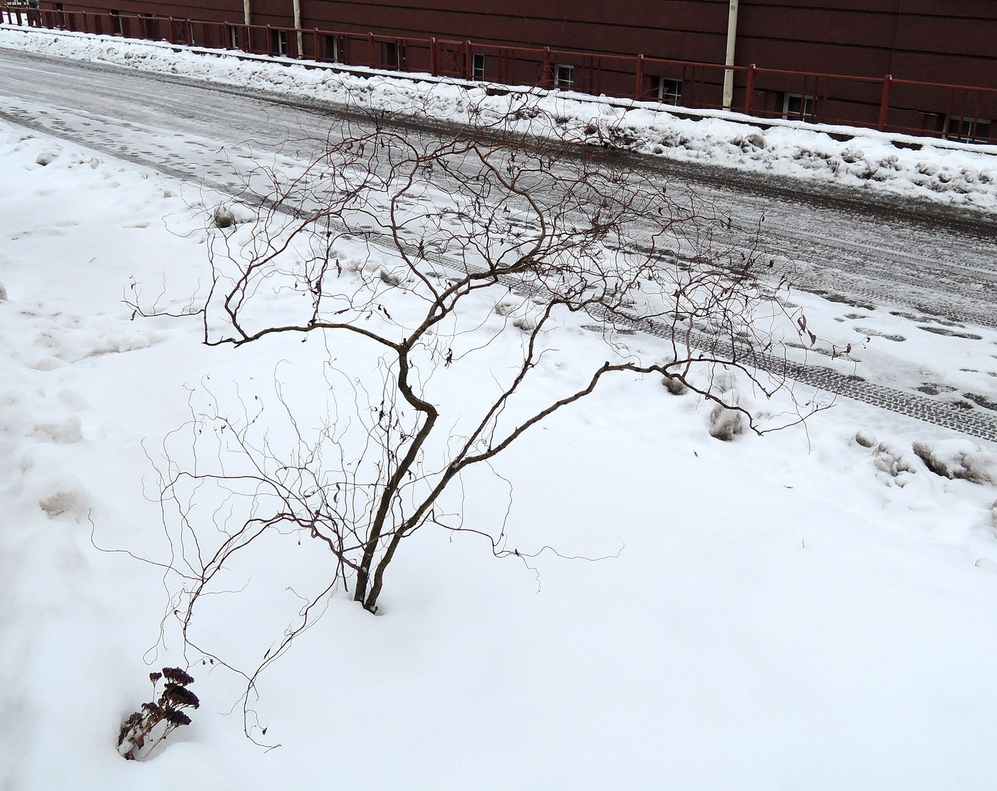 Image of genus Salix specimen.