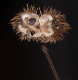 Sparmannia africana