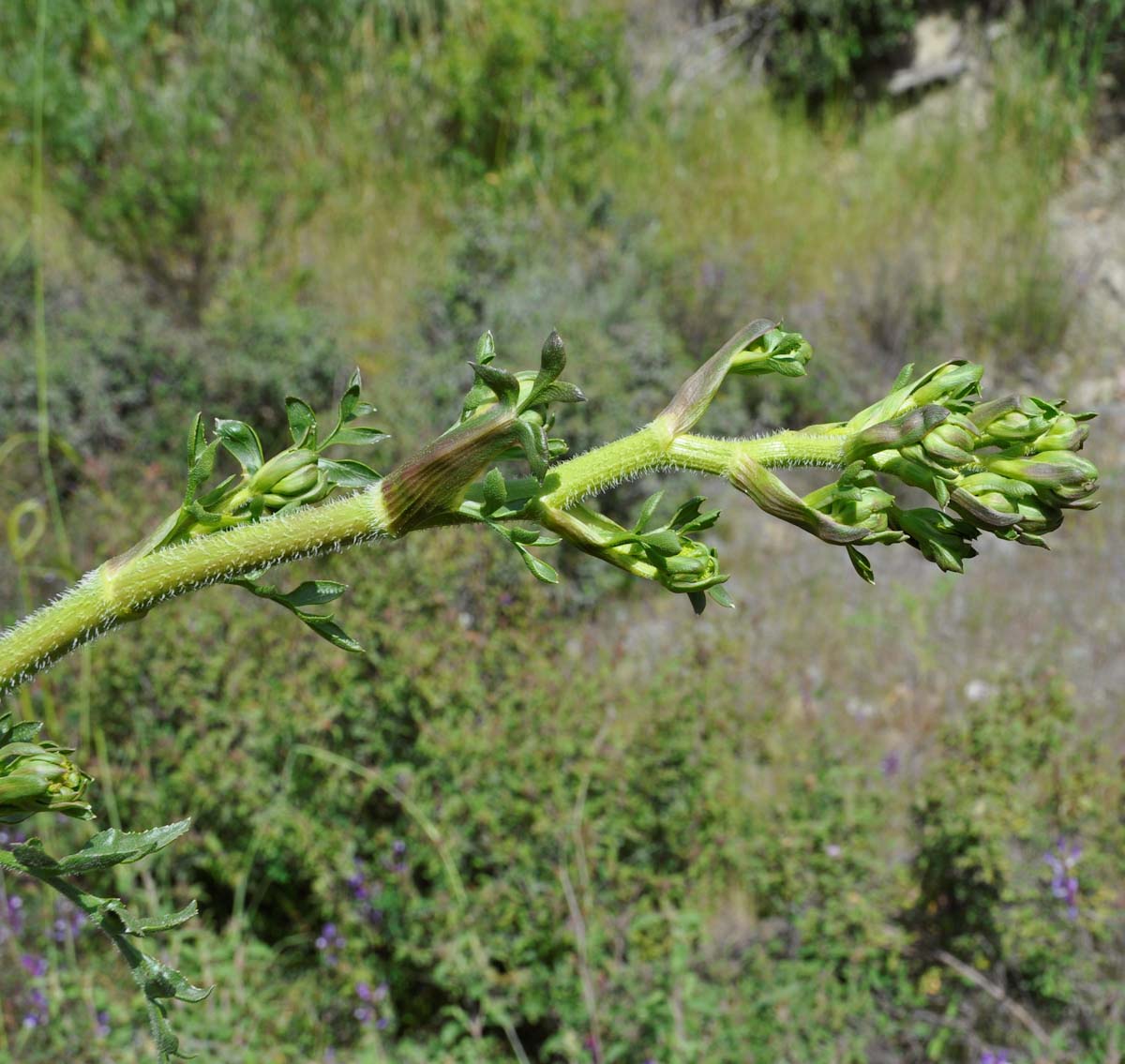 Image of Opopanax hispidus specimen.