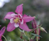 Aquilegia coerulea