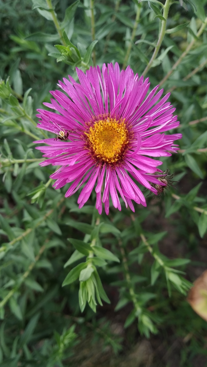 Image of Symphyotrichum novae-angliae specimen.