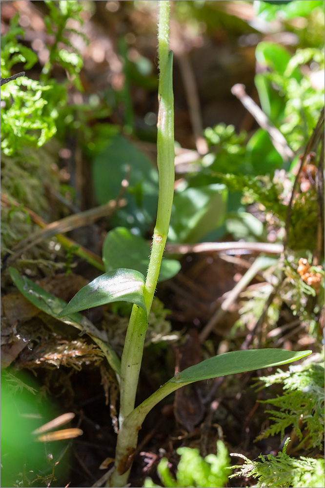 Изображение особи Goodyera repens.