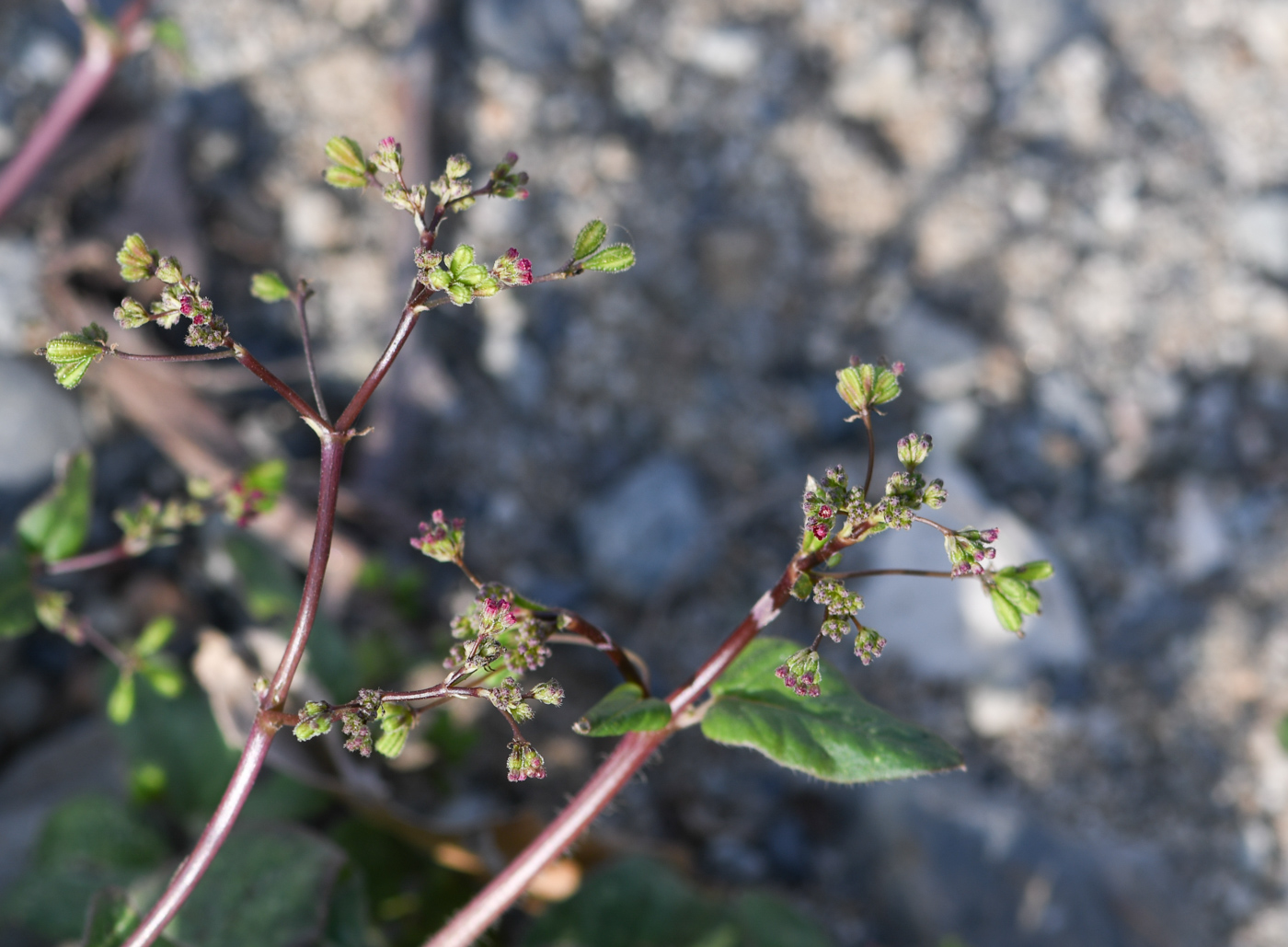 Image of Boerhavia coccinea specimen.