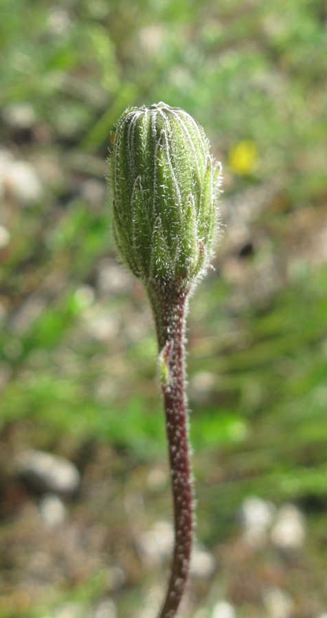 Image of Leontodon biscutellifolius specimen.