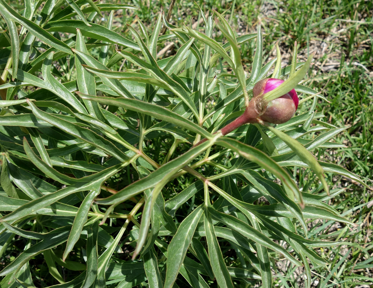 Изображение особи Paeonia intermedia.