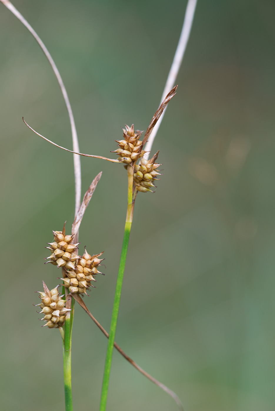 Изображение особи Carex bergrothii.