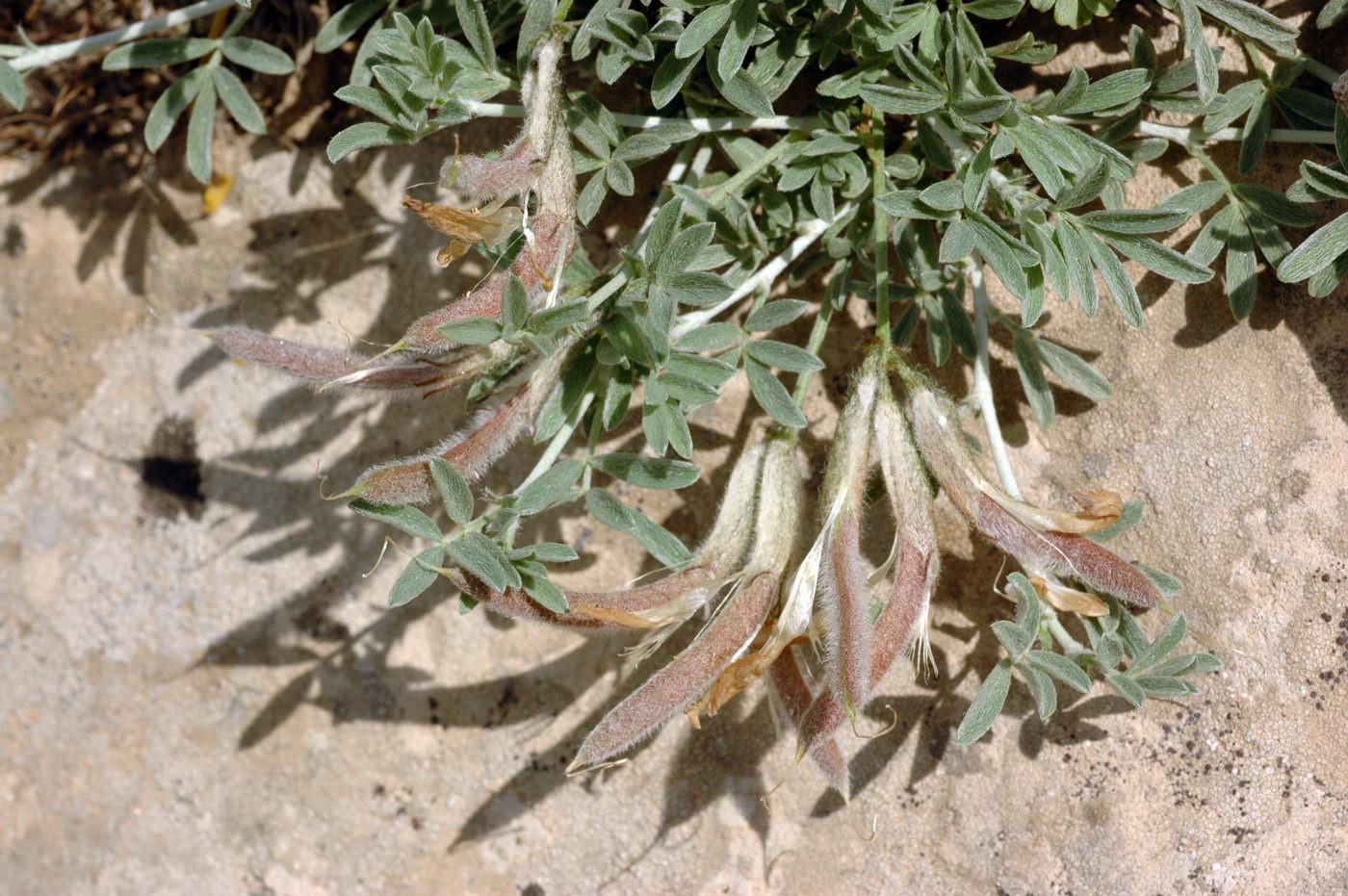 Изображение особи Astragalus arcuatus.