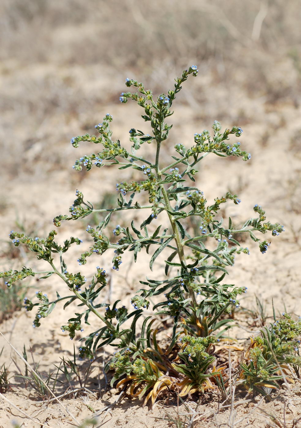 Image of genus Lappula specimen.