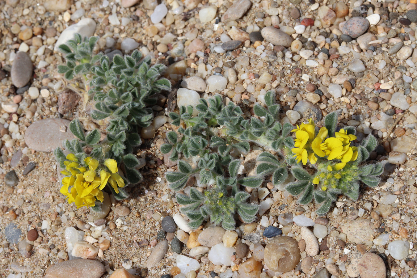 Image of Medicago marina specimen.