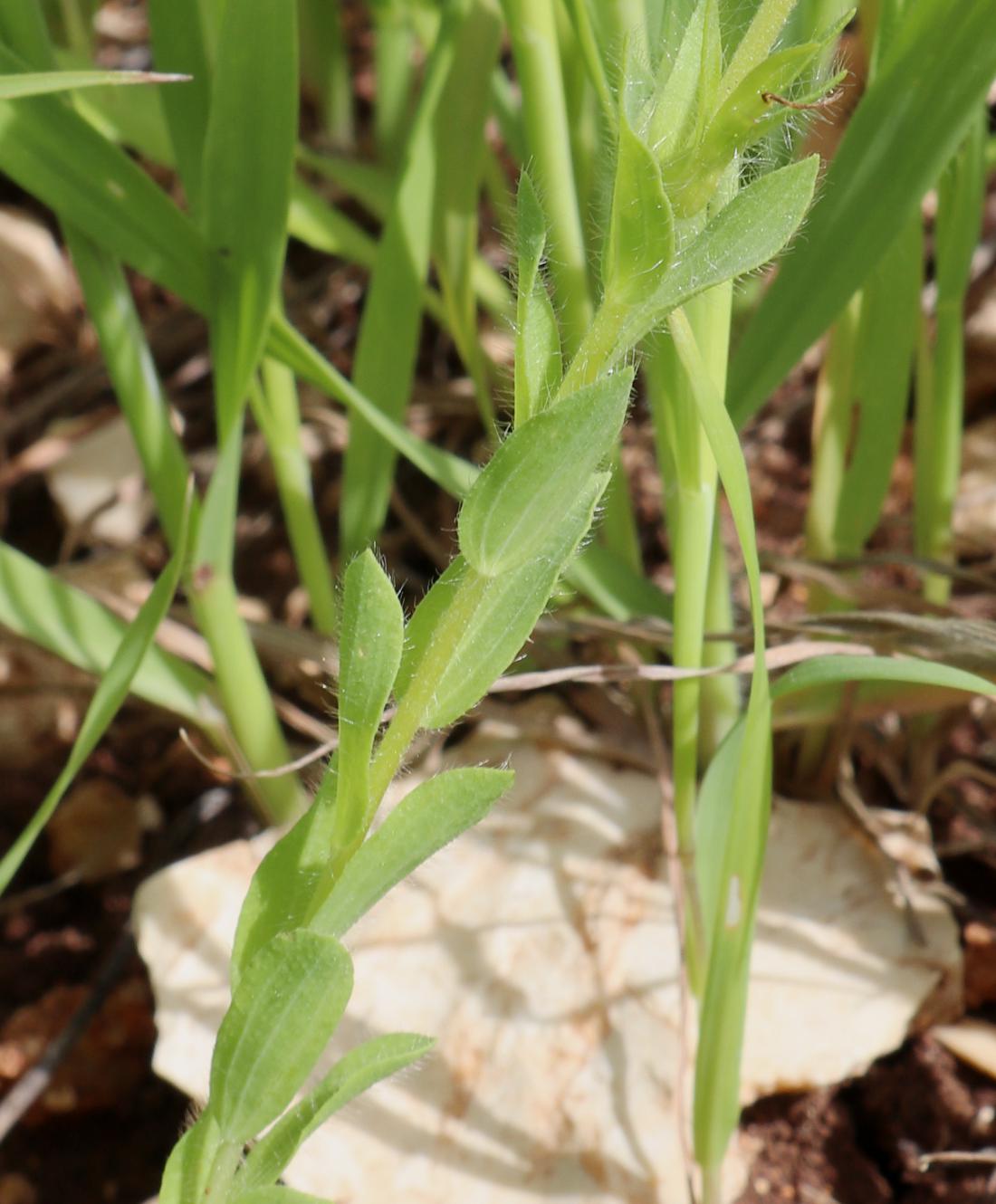 Изображение особи Linum pubescens.