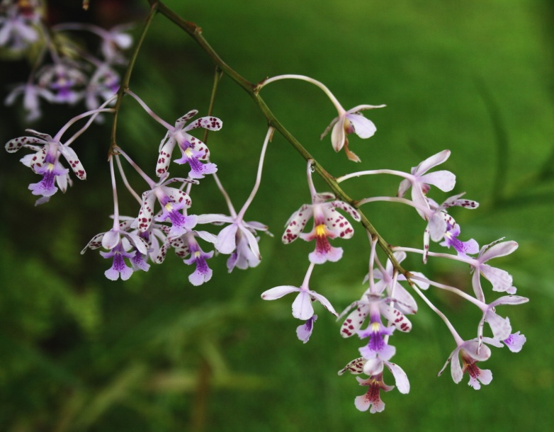 Image of Epidendrum schumannianum specimen.