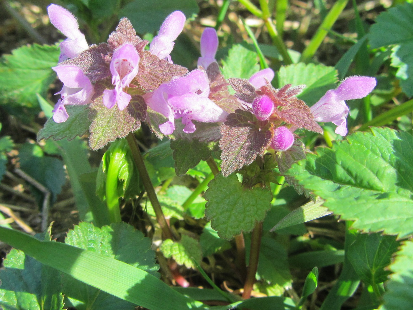 Изображение особи Lamium purpureum.