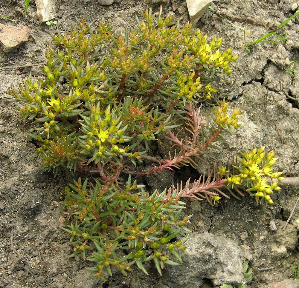 Image of Sedum polytrichoides specimen.