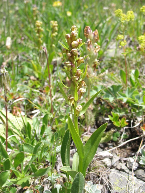 Image of Dactylorhiza viridis specimen.