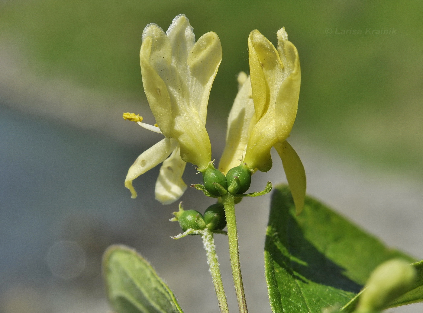 Изображение особи Lonicera ruprechtiana.