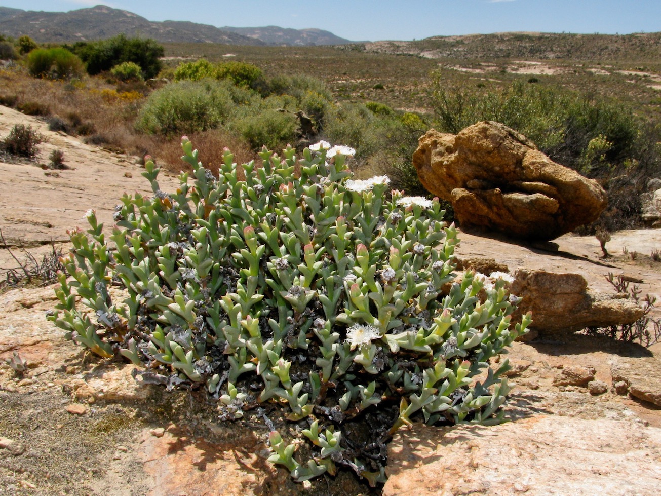 Image of Schlechteranthus albiflorus specimen.