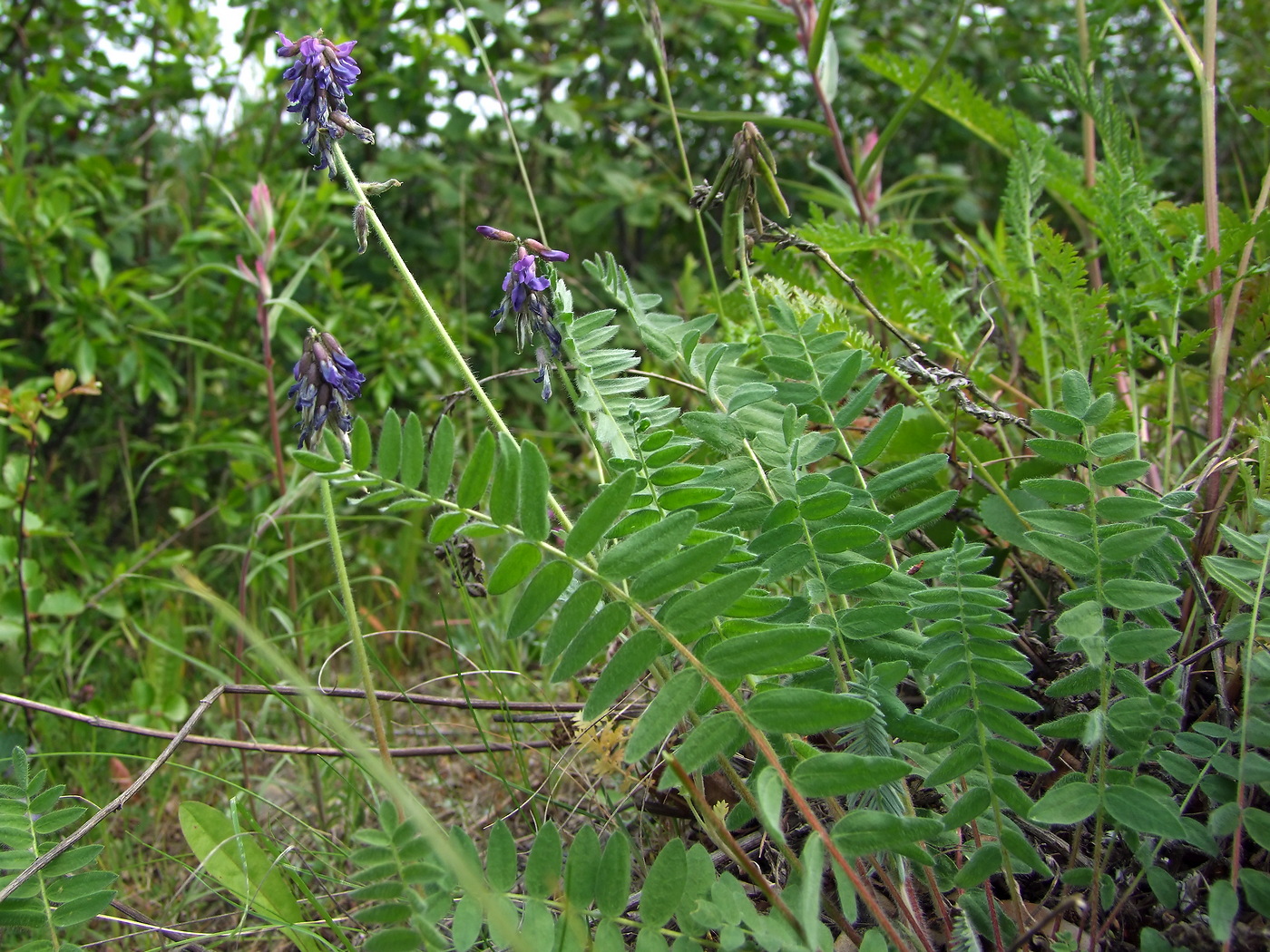 Image of Oxytropis deflexa specimen.