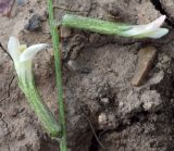 Astragalus angreni