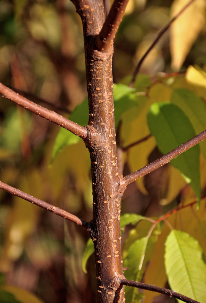 Image of Cerasus pensylvanica specimen.