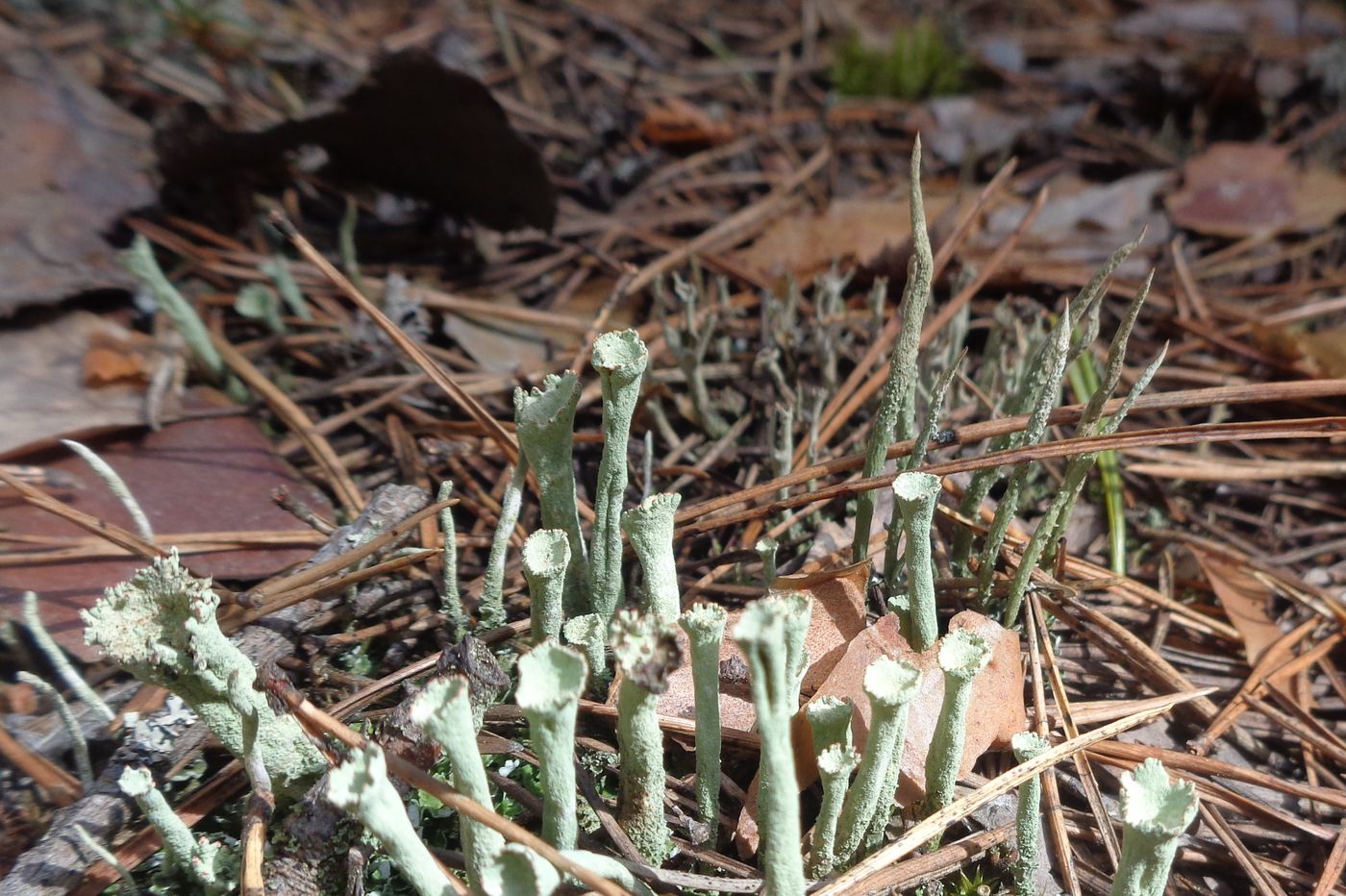 Image of genus Cladonia specimen.