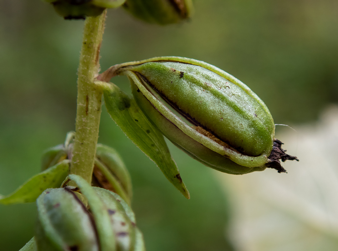 Image of Epipactis helleborine specimen.