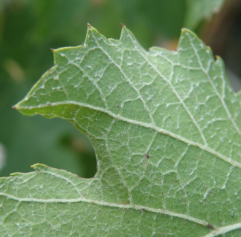 Image of Vitis vinifera specimen.