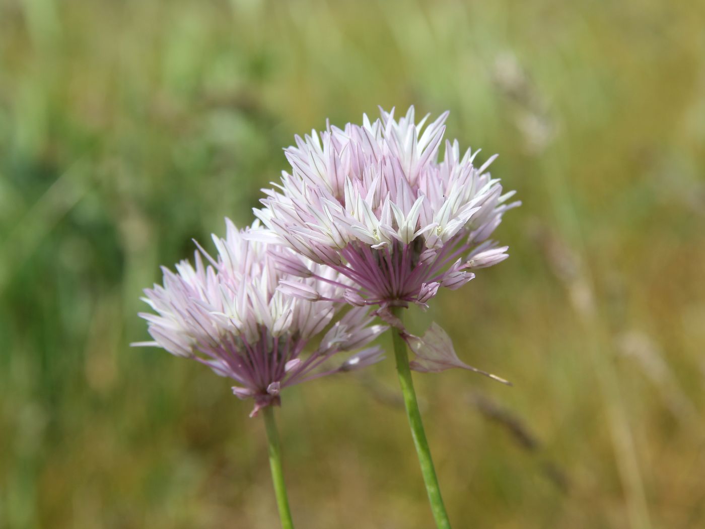 Изображение особи Allium griffithianum.