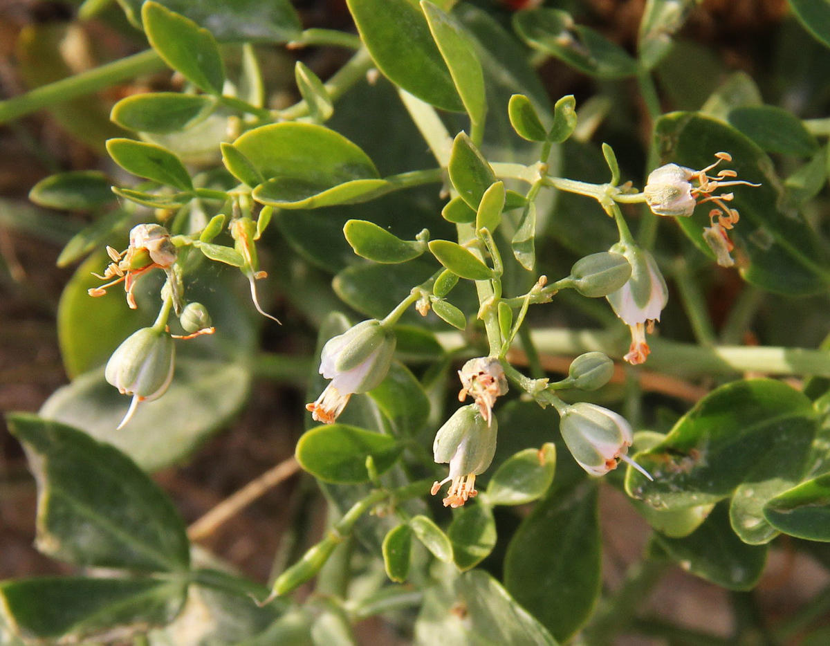 Image of Zygophyllum fabago specimen.