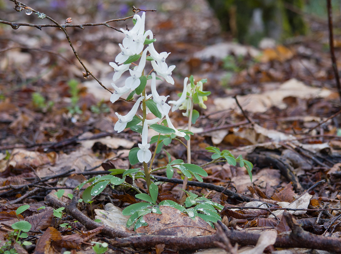 Изображение особи Corydalis caucasica.