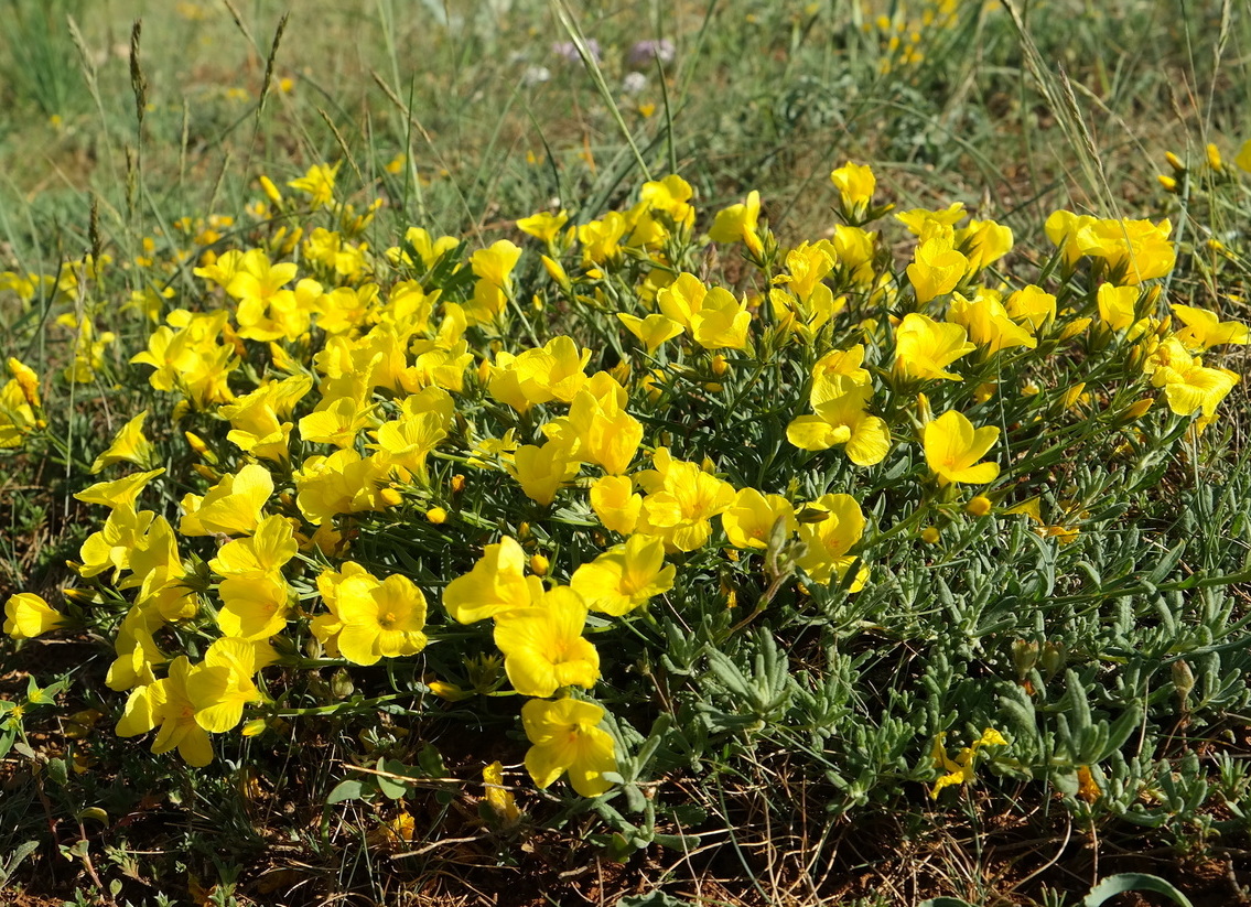 Изображение особи Linum tauricum.