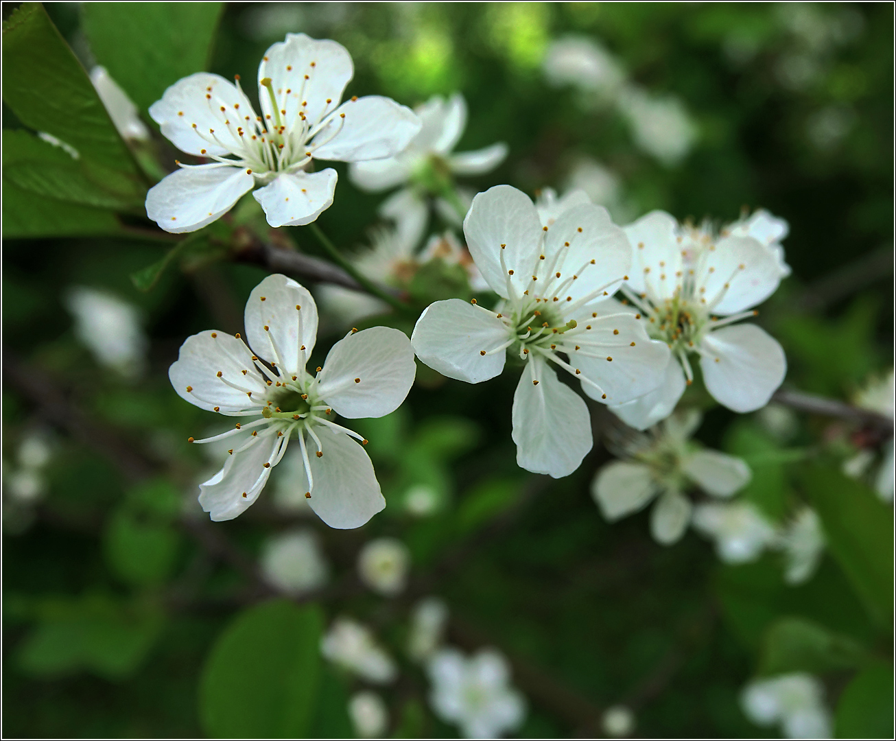 Изображение особи Cerasus vulgaris.