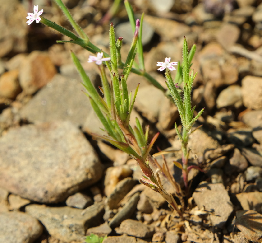 Image of Velezia rigida specimen.