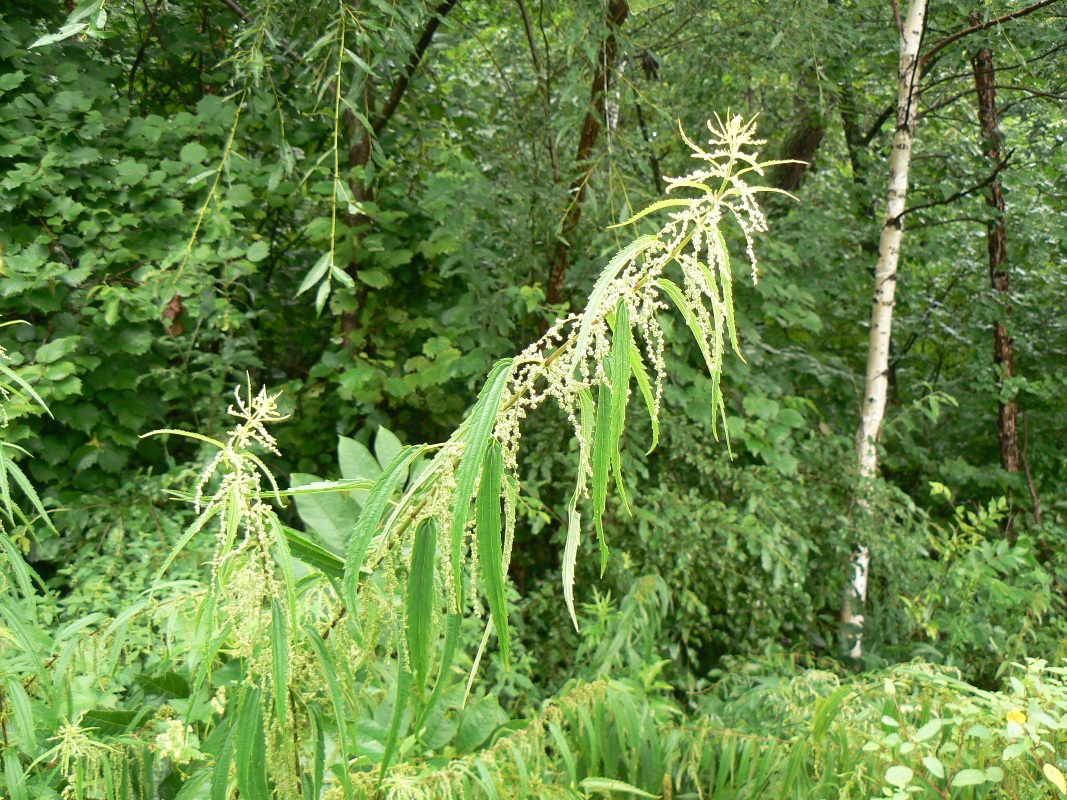 Image of Urtica angustifolia specimen.