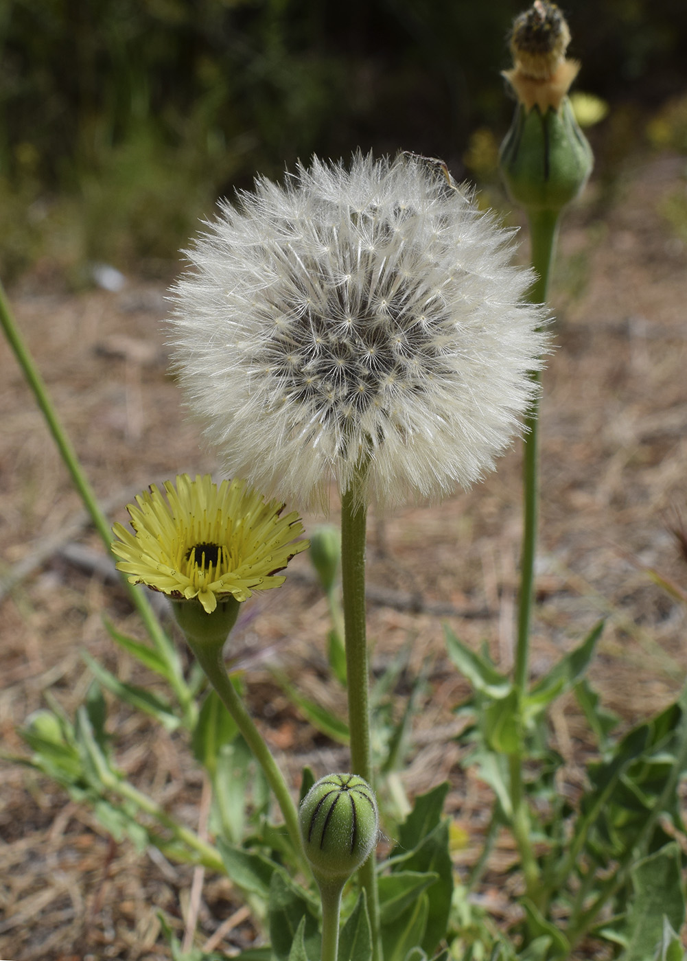 Image of Urospermum dalechampii specimen.