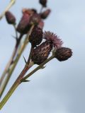 Cirsium setosum. Верхушка веточки с бутонами и соцветиями. Мурманская обл., г. Кировск, окр. заброшенного ж.-д. вокзала, молодой мелколиственный лесок на месте снятых ж.-д. путей. 16.09.2021.