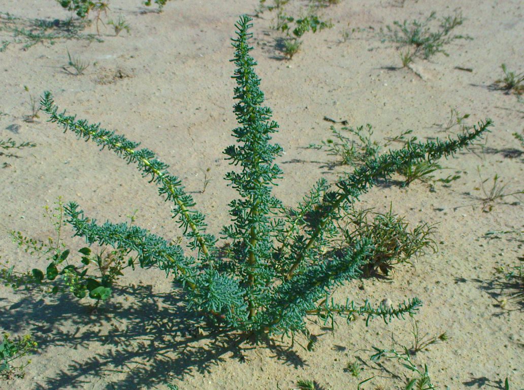 Изображение особи Salsola foliosa.