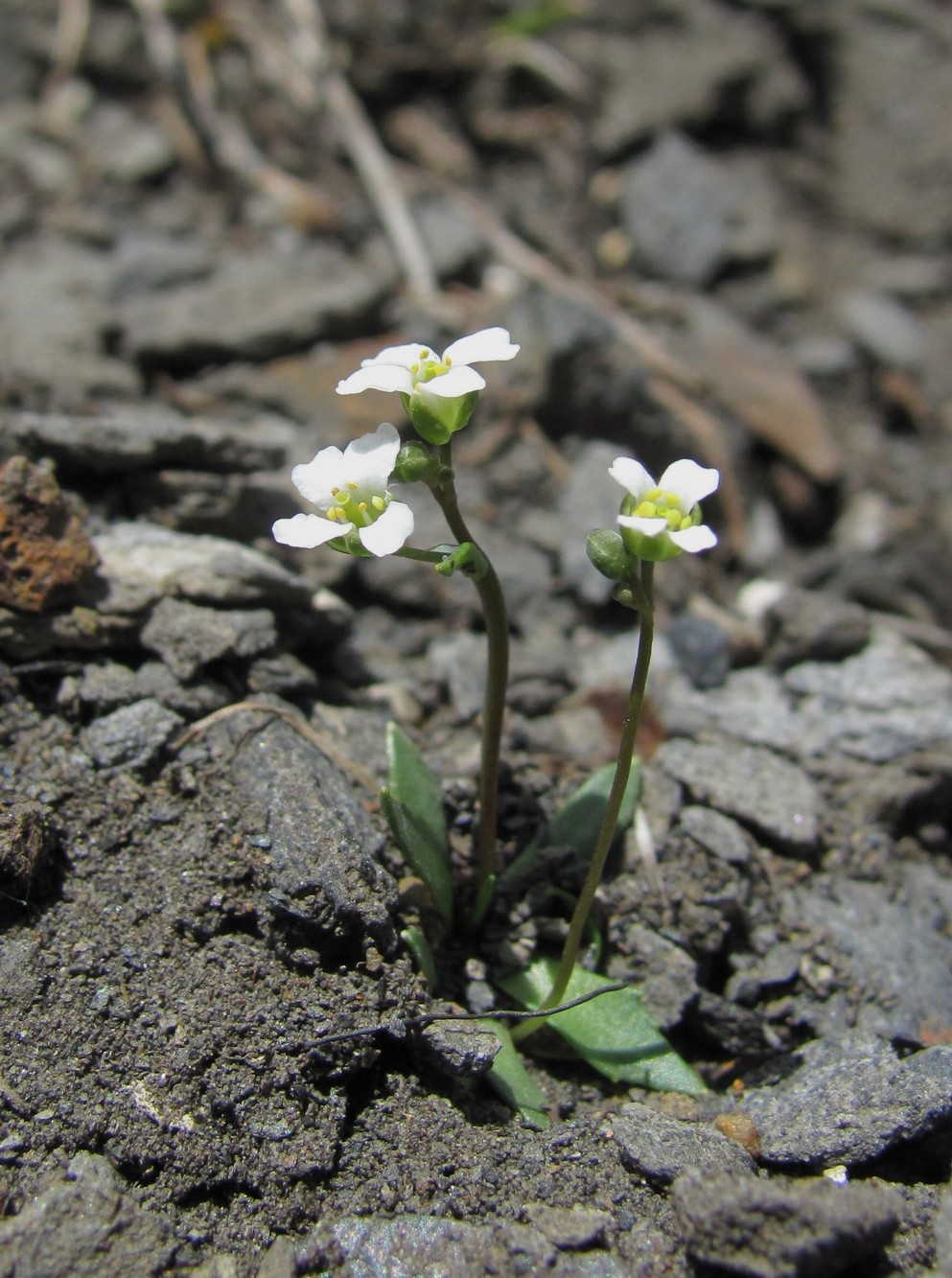 Изображение особи Draba supranivalis.