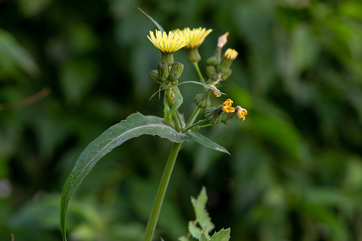 Изображение особи Sonchus oleraceus.