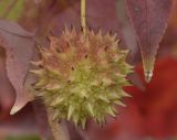 Liquidambar styraciflua