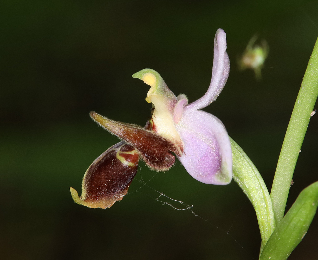 Изображение особи Ophrys oestrifera.