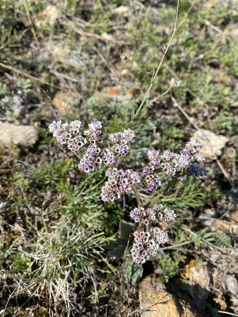 Изображение особи Goniolimon speciosum.