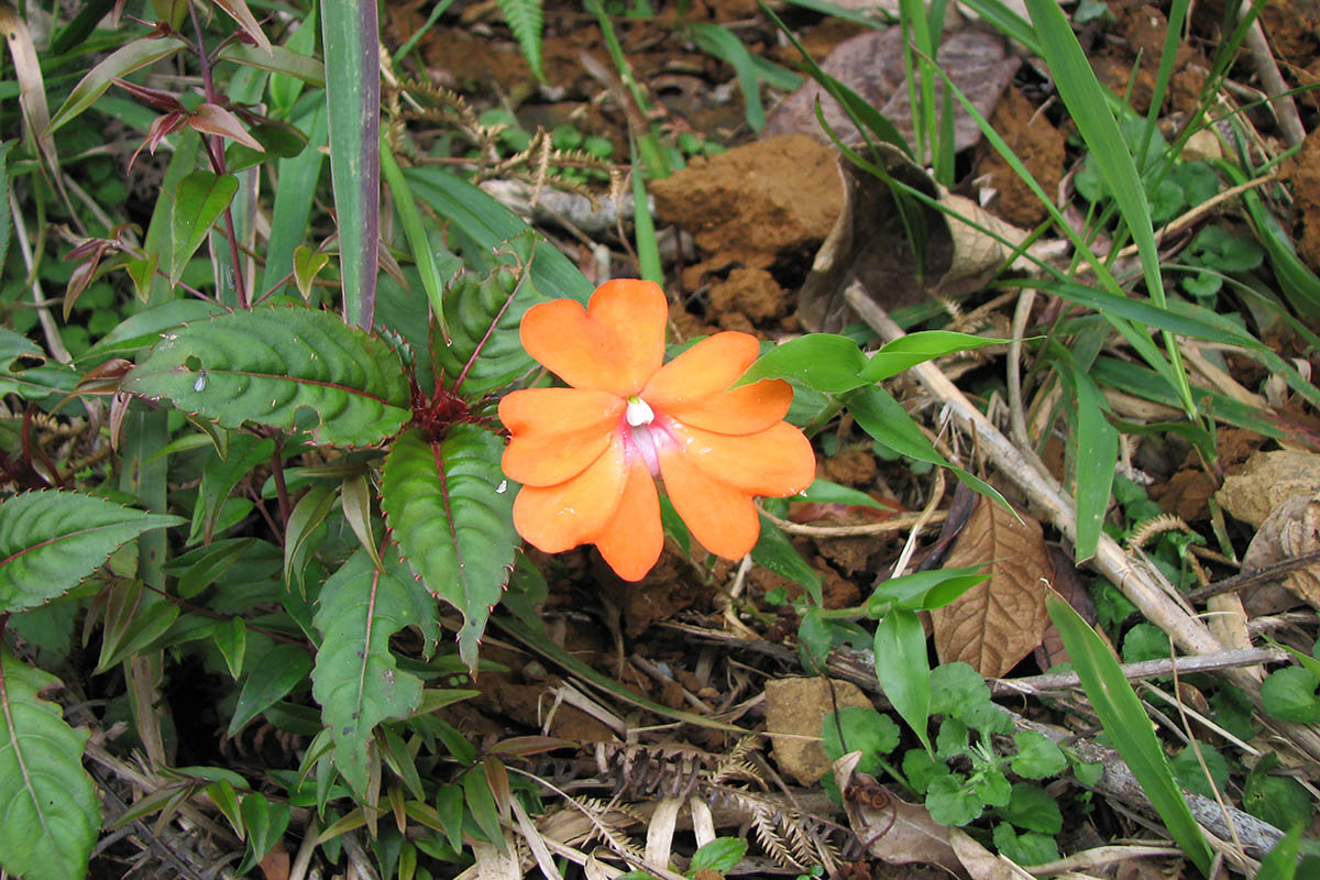 Image of Impatiens hawkeri specimen.