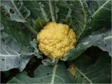 Brassica variety botrytis